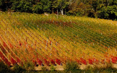 Château Anniche, proche de la nature…
