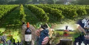 Domaine du Tasta