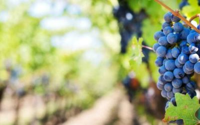 Le temps des vendanges
