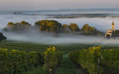 Comment les vignerons de Cadillac s’organisent ?