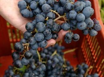 Les vendanges 2019 s’annoncent prometteuses