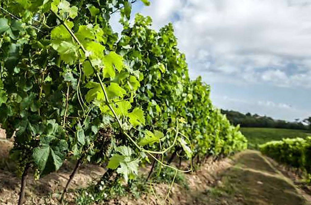 Les Vins Bio à l&rsquo;honneur au Château de Cranne