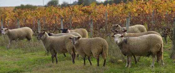 moutons_cadillac moutons_cadillac