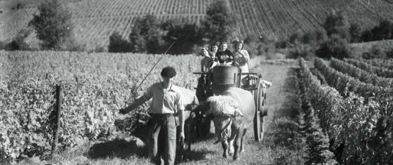 pierre-vignes-cadillac