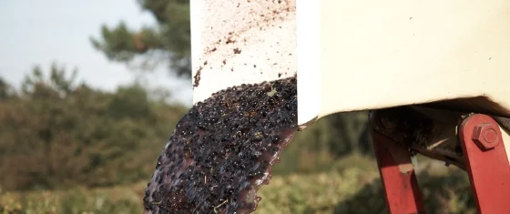 L’heure des vendanges a sonné !