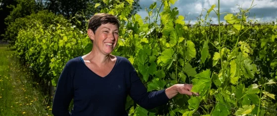 domaine gingeau cadillac