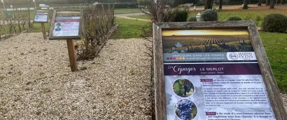 cepages vinsrouges cepages vinsrouges