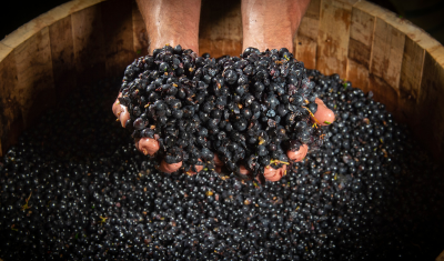 Les Vendanges 2023 dans le vignoble des Cadillac