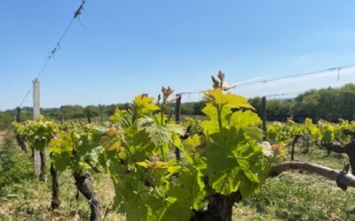 DOMAINE DE SAINT AMAND